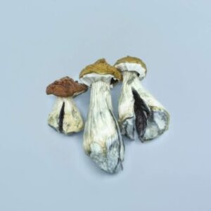 Vietnamese Magic mushroom